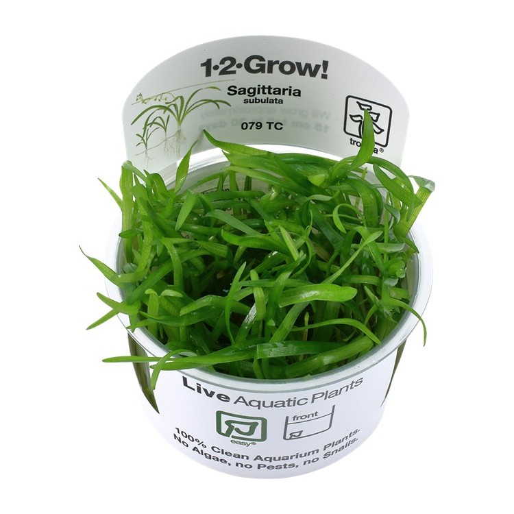 Sagittaria subulata  In-Vitro Tropica - imagine 6